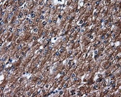 HuR/ELAVL1 Antibody (OTI14F4), Novus Biologicals 0.1mL; Unlabeled:Antibodies,