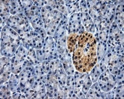HuR/ELAVL1 Antibody (OTI14F4), Novus Biologicals 0.1mL; Unlabeled:Antibodies,