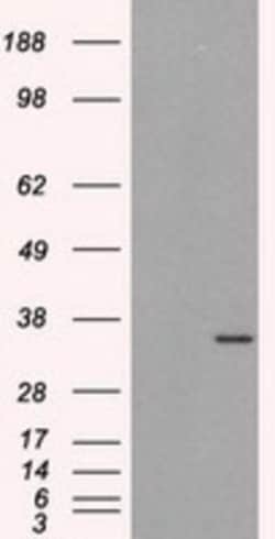 HuR/ELAVL1 Antibody (OTI14F4), Novus Biologicals 0.1mL; Unlabeled:Antibodies,