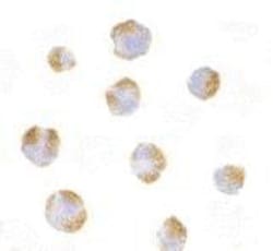 HVEM/TNFRSF14 Antibody - BSA Free, Novus Biologicals 0.1mg; Unlabeled:Antibodies,
