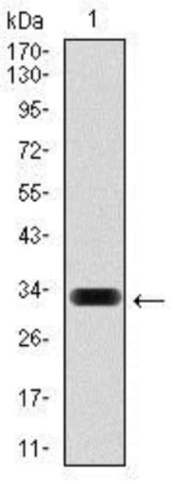 Hyaluronan Synthase 3/HAS3 Antibody (3C9) - BSA Free, Novus Biologicals