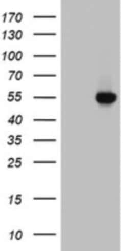 HYPE Antibody (OTI2A11), Novus Biologicals 0.1mL; Unlabeled:Antibodies,