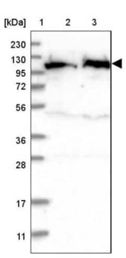 IARS2 Antibody, Novus Biologicals 25 &mu;L; Unlabeled:Antibodies, Polyclonal