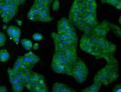 IBRDC2 Antibody (OTI9H10), Novus Biologicals 0.1mL; Unlabeled:Antibodies,