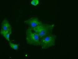 IBRDC2 Antibody (OTI9H10), Novus Biologicals 0.1mL; Unlabeled:Antibodies,