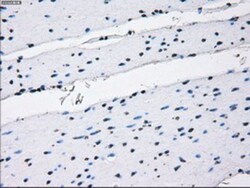 IBRDC2 Antibody (OTI9H10), Novus Biologicals 0.1mL; Unlabeled:Antibodies,