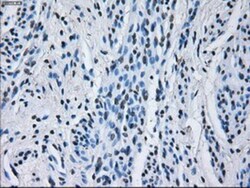 IBRDC2 Antibody (OTI9H10), Novus Biologicals 0.1mL; Unlabeled:Antibodies,