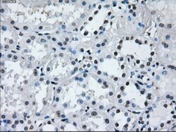 IBRDC2 Antibody (OTI9H10), Novus Biologicals 0.1mL; Unlabeled:Antibodies,