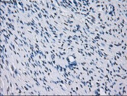 IBRDC2 Antibody (OTI9H10), Novus Biologicals 0.1mL; Unlabeled:Antibodies,