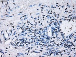 IBRDC2 Antibody (OTI9H10), Novus Biologicals 0.1mL; Unlabeled:Antibodies,
