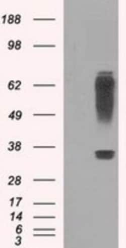 IBRDC2 Antibody (OTI9H10), Novus Biologicals 0.1mL; Unlabeled:Antibodies,