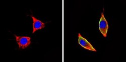 ICAM-1/CD54 Antibody (3E2B) - Azide and BSA Free, Novus Biologicals:Antibodies:Primary