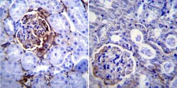 ICAM-1/CD54 Antibody (3E2B) - Azide and BSA Free, Novus Biologicals:Antibodies:Primary