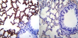 ICAM-1/CD54 Antibody (3E2B) - Azide and BSA Free, Novus Biologicals:Antibodies:Primary