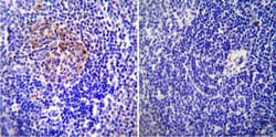 ICAM-1/CD54 Antibody (3E2B) - Azide and BSA Free, Novus Biologicals:Antibodies:Primary