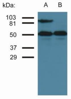 ICAM-1/CD54 Antibody (MEM-111) - BSA Free, Novus Biologicals:Antikroppar:Primära