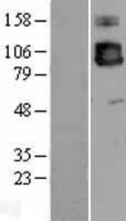 Novus Biologicals&trade;&nbsp;ICAM-3/CD50 Overexpression Lysate