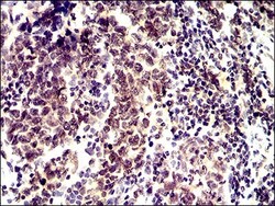 ID2 Antibody (4E12G5) - BSA Free, Novus Biologicals:Antibodies:Primary
