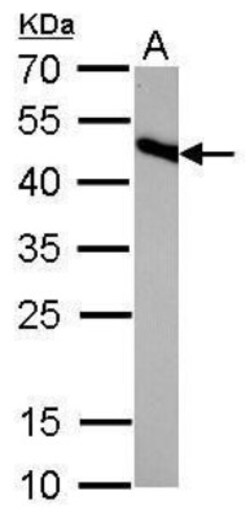IDH2 Antibody (673), Novus Biologicals 0.1 mL | Buy Online | Novus Biologicals | Fisher Scientific