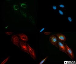 IDH2 Antibody - BSA Free, Novus Biologicals 0.1mL; Unlabeled:Antibodies,