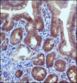 IDH2 Antibody - BSA Free, Novus Biologicals 0.1mL; Unlabeled:Antibodies,