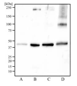 IDH2 Antibody - BSA Free, Novus Biologicals 0.1mL; Unlabeled:Antibodies,