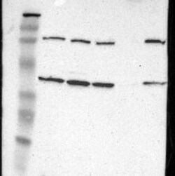 IDH3G Antibody, Novus Biologicals 0.1mL; Unlabeled:Antibodies, Polyclonal