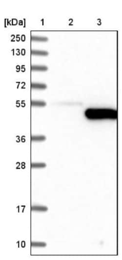 Indoleamine 2,3-dioxygenase/IDO Antibody, Novus Biologicals 0.1mL; Unlabeled:Antibodies,
