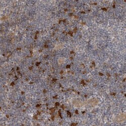 Indoleamine 2,3-dioxygenase/IDO Antibody, Novus Biologicals 0.1mL; Unlabeled:Antibodies,