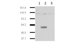 IDO2 Antibody (1HC), Novus Biologicals 0.1mg; Unlabeled:Antibodies, Monoclonal