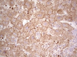 IDO2 Antibody (OTI11B2), Novus Biologicals 0.1mL; Unlabeled:Antibodies,