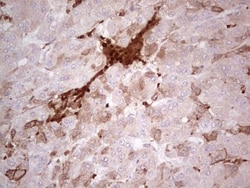 IDO2 Antibody (OTI11B2), Novus Biologicals 0.1mL; Unlabeled:Antibodies,