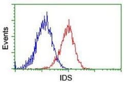 Iduronate 2-Sulfatase/IDS Antibody (OTI1D9), Novus Biologicals 0.1mL; Unlabeled:Antibodies,