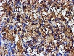 Iduronate 2-Sulfatase/IDS Antibody (OTI1D9), Novus Biologicals 0.1mL; Unlabeled:Antibodies,