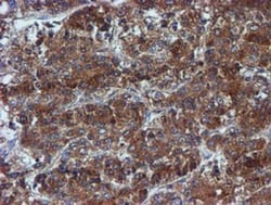 Iduronate 2-Sulfatase/IDS Antibody (OTI1D9), Novus Biologicals 0.1mL; Unlabeled:Antibodies,