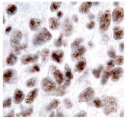 IER3 Antibody - BSA Free, Novus Biologicals 0.025 mg, Unconjugated:Antibodies,