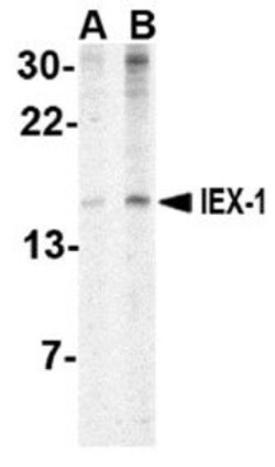 IER3 Antibody - BSA Free, Novus Biologicals 0.025 mg, Unconjugated:Antibodies,