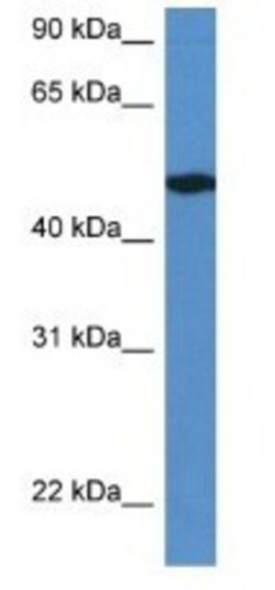 IER5L Antibody, Novus Biologicals:Antibodies:Primary Antibodies