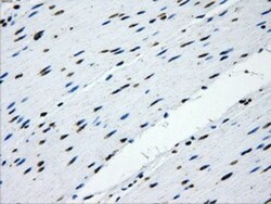 IFIT3 Antibody (OTI1G1), Novus Biologicals 0.1mL; Unlabeled:Antibodies,