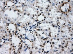 IFIT3 Antibody (OTI1G1), Novus Biologicals 0.1mL; Unlabeled:Antibodies,