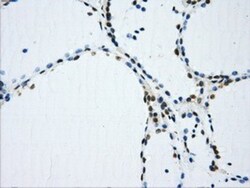 IFIT3 Antibody (OTI1G1), Novus Biologicals 0.1mL; Unlabeled:Antibodies,