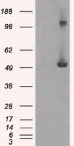 IFIT3 Antibody (OTI1G1), Novus Biologicals 0.1mL; Unlabeled:Antibodies,