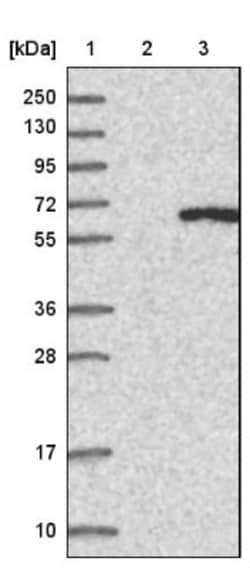 IFIT5 Antibody, Novus Biologicals:Antibodies:Primary Antibodies