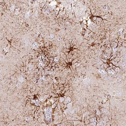 IFIT5 Antibody, Novus Biologicals:Antibodies:Primary Antibodies