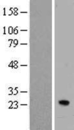 Novus Biologicals&trade;&nbsp;IFN-alpha J1/IFNA7 Overexpression Lysate