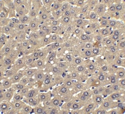 IFN-beta Antibody - BSA Free, Novus Biologicals 0.1mg; Unlabeled:Antibodies,
