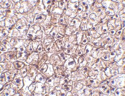 IFN-beta Antibody - BSA Free, Novus Biologicals 0.1mg; Unlabeled:Antibodies,