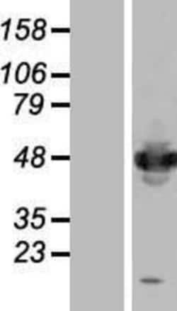 Novus Biologicals™ IFRD1 Overexpression Lysate