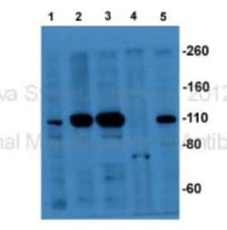 IFT122 Antibody, Novus Biologicals 100&mu;L; Unlabeled:Antibodies, Polyclonal