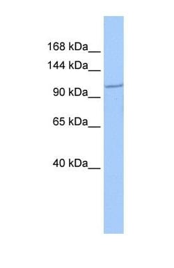 IFT122 Antibody, Novus Biologicals 100&mu;L; Unlabeled:Antibodies, Polyclonal